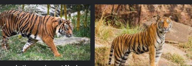 बिग ब्रेकिंग – यहाँ 7 लोगो को निवाला बनाने वाला बाघ  वन विभाग के पिंजरे मे हुआ कैद