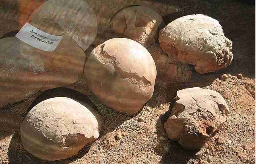 भारत में यहां मिला डायनासोर का अंडा, वैज्ञानिकों ने बताया अनोखा