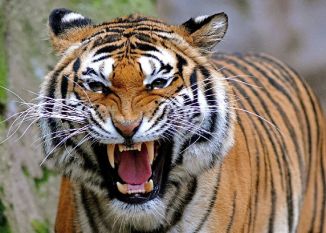 दुखद-  जंगल में घास काटने गए युवक को बाघ ने बनाया अपना निवाला
