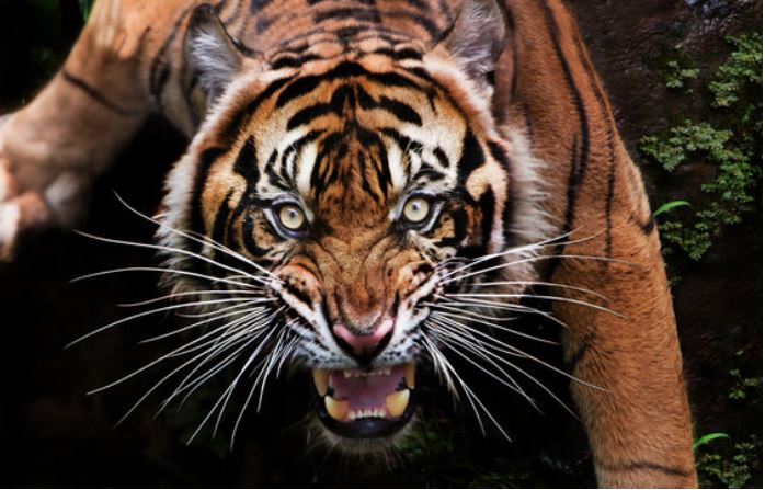 जंगल गए दो युवकों पर बाघ ने हमला कर किया घायल, इलाके में दहशत