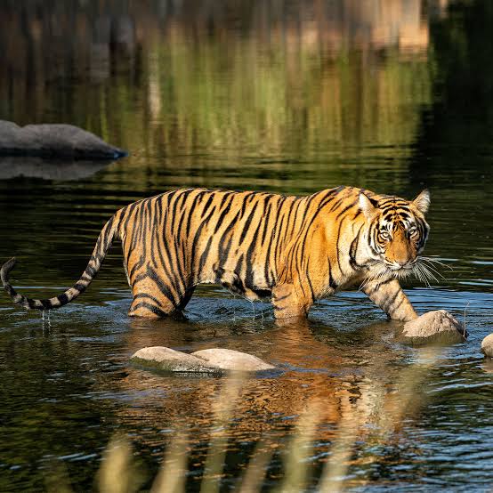 #Bagh #tenduya # virusपालतू कुत्तों का शिकार करने से बाघों के जीवन पर मंडरा रहा खतरा, इस बीमारी की चपेट में आ रहे बाघ/तेंदुए