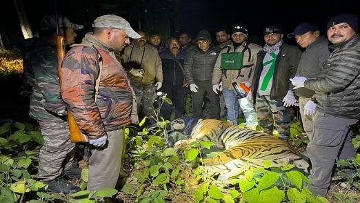 रामनगर-वन विभाग की टीम ने किया बाघ को ट्रेंकुलाइज, ग्रामीणों ने ली राहत की सांस